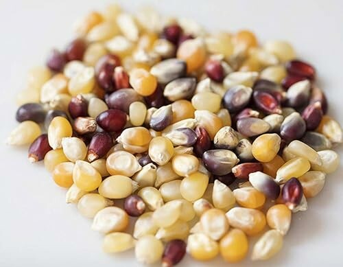Multicolored popcorn kernels on a white background.